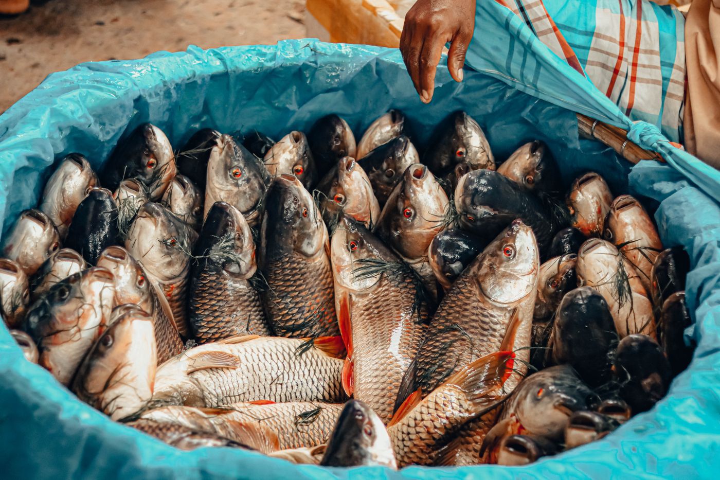 মাছ চাষে বদলে গেছে পতিত জমির চেহারা