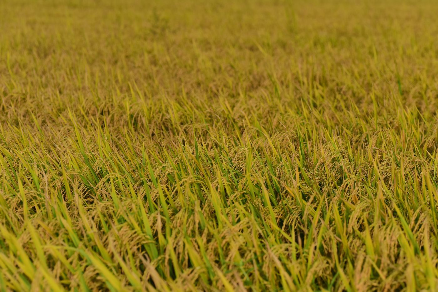 বারি ধানের নতুন জাতে আশাবাদী কৃষক